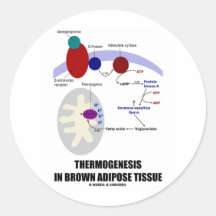 Thermogenesis en tissu adipeux de Brown Autocollant Rond