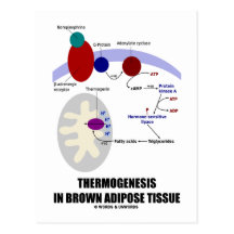 Thermogenesis en tissu adipeux de Brown Carte Postale