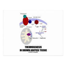 Thermogenesis en tissu adipeux de Brown Cartes Postales