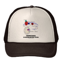 Thermogenesis en tissu adipeux de Brown Casquettes