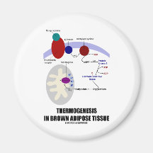 Thermogenesis en tissu adipeux de Brown Magnets Pour Réfrigérateur