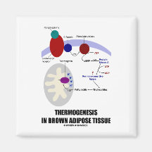 Thermogenesis en tissu adipeux de Brown Magnets