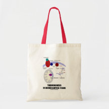 Thermogenesis en tissu adipeux de Brown Sac