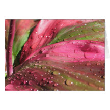 Ti PLant des Rois Cartes De Vœux