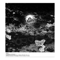 Tidepool, par Ansel Adams posters