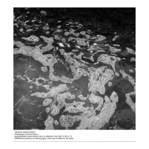 Tidepools, station de Bodega posters