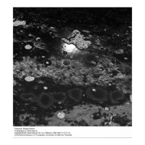 Tidepools, station de Bodega par Ansel Adams posters