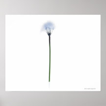 Tige de pissenlit sur l'arrière - plan blanc posters