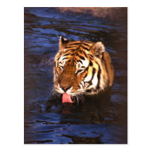 Tiger2 Carte Postale