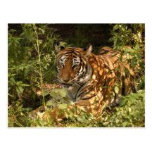 Tiger-China-Doll-b-18 Carte Postale