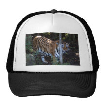 Tiger-China-Doll-b-1 Casquettes De Camionneur