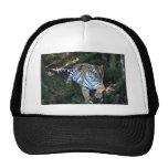Tiger-China-Doll-b-5 Casquettes De Camionneur