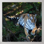 Tiger-China-Doll-b-5 Poster