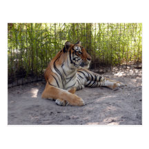 tiger-sermonti-001 carte postale