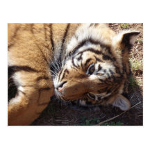 Tigre 2 carte postale