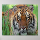 Tigre Affiches