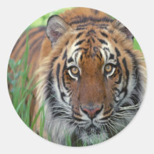 Tigre Autocollants