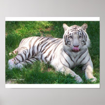 Tigre blanc avec des yeux bleus léchant le nez affiches