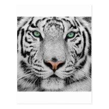 Tigre blanc carte postale