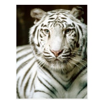 Tigre blanc cartes postales