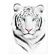 Tigre blanc sibérien carte postale