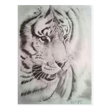 Tigre Carte Postale