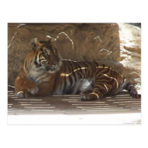 Tigre Cartes Postales