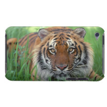 Tigre Coques iPod Case-Mate