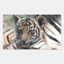 Tigre CUB Adhésifs