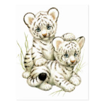 Tigre CUB blanc mignon Carte Postale