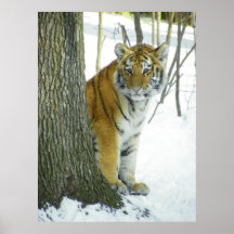 Tigre CUB dans la neige jetant un coup d'oeil auto Poster