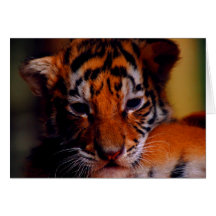 Tigre CUB de blanc de carte de voeux