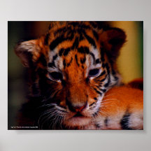 Tigre CUB - photo d'affiche par John A. Sylveste…
