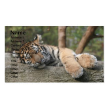Tigre de bébé de sommeil carte de visite