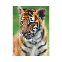 Tigre de bébé en couleurs impressions sur toile