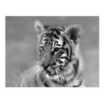 Tigre de bébé en noir et blanc cartes postales