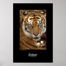 Tigre de tigre posters