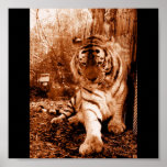Tigre de Vienne Posters