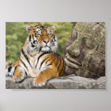 Tigre et le Bouddha Posters