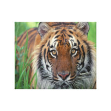 Tigre Impressions Sur Toile