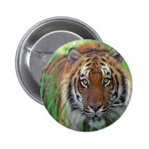 Tigre Pin's