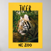 Tigre Posters
