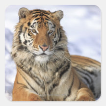 Tigre sibérien, altaica du Tigre de Panthera, Asie Autocollants Carrés
