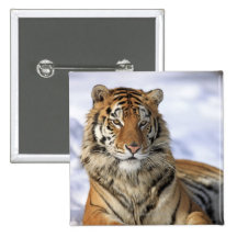 Tigre sibérien, altaica du Tigre de Panthera, Asie Badges