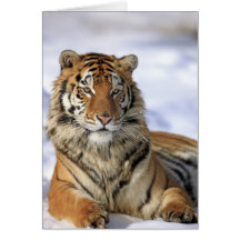Tigre sibérien, altaica du Tigre de Panthera, Asie Cartes De Vœux