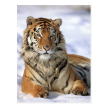 Tigre sibérien, altaica du Tigre de Panthera, Asie Carte Postale