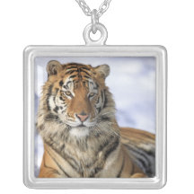 Tigre sibérien, altaica du Tigre de Panthera, Asie Pendentifs