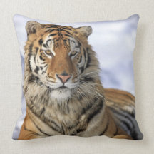 Tigre sibérien, altaica du Tigre de Panthera, Asie Oreillers