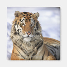 Tigre sibérien, altaica du Tigre de Panthera, Asie Magnets Pour Réfrigérateur