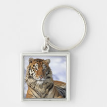 Tigre sibérien, altaica du Tigre de Panthera, Asie Porte-clé